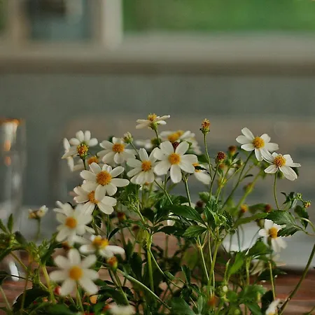 酒店 Jaaguranna Lillelaager