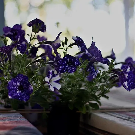 Jaaguranna Lillelaager