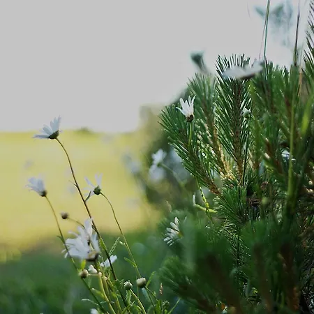 Jaaguranna Lillelaager Tostamaa