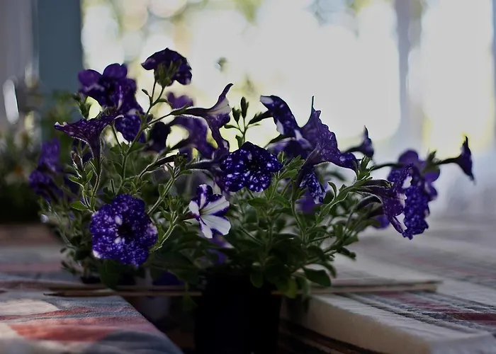 Jaaguranna Lillelaager