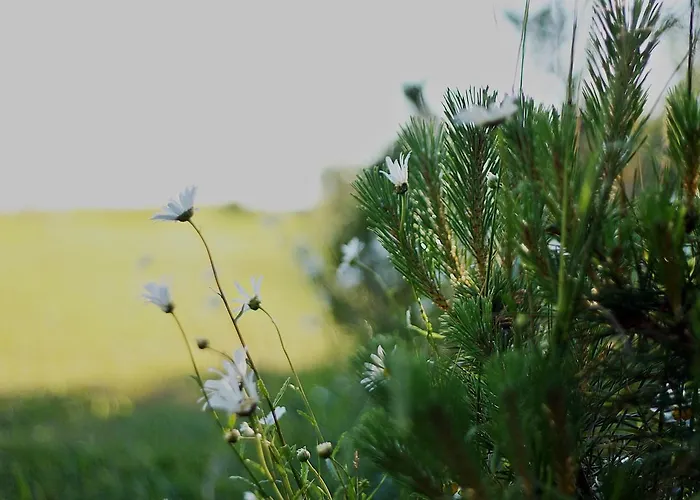 Jaaguranna Lillelaager Tostamaa