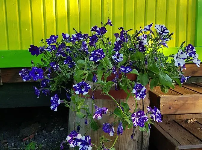 Hotel Jaaguranna Lillelaager