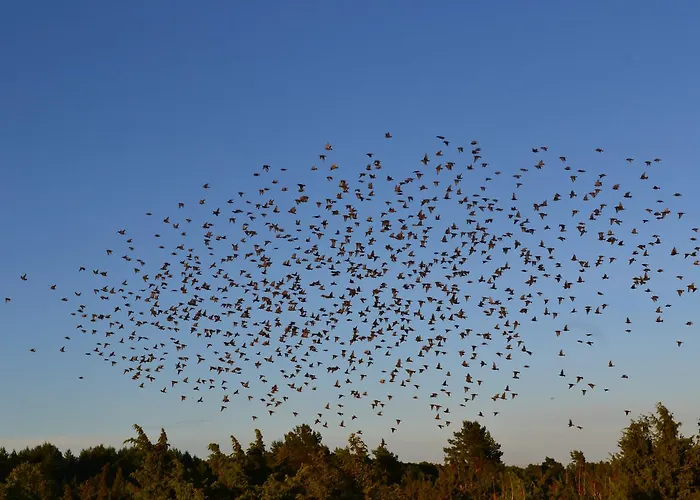 Hotel Jaaguranna Lillelaager Tostamaa